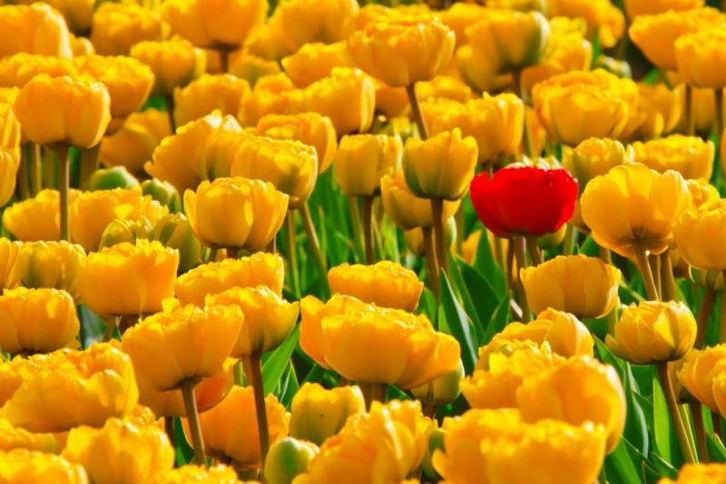 Tulpen